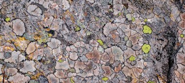 Taşın üzerindeki yosunlar ve zambaklar