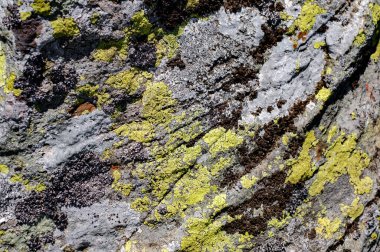Taşın üzerindeki yosunlar ve zambaklar