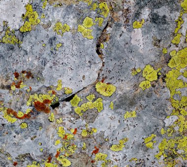 Taşın üzerindeki yosunlar ve zambaklar