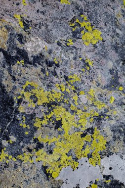 Taşın üzerindeki yosunlar ve zambaklar