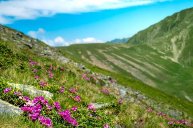 Karpat Dağları, Transilvanya, Romanya 'daki Suru Dağı' nın tepesindeki dağ şakayıkları