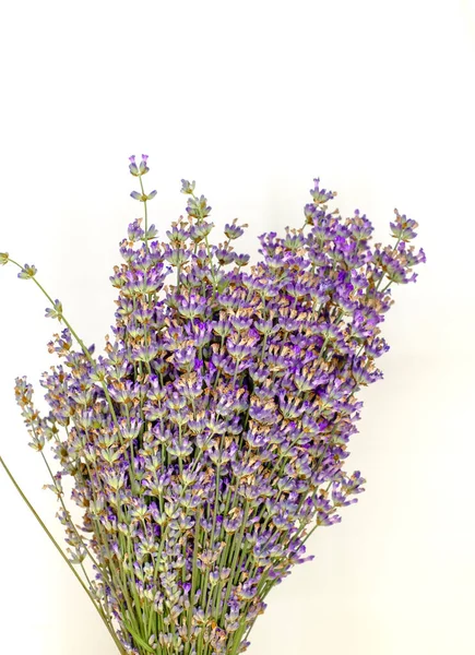 Lavendel Blomma Vit Bakgrund — Stockfoto