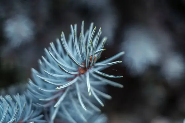 Blue Spruce Branches Close View — Stock Photo, Image