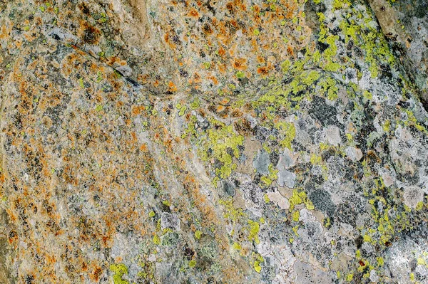 Mousses Lichens Sur Pierre — Photo