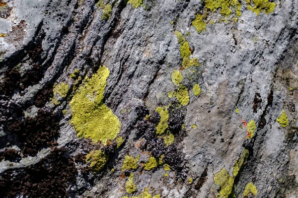 Mușchi Licheni Piatră — Fotografie, imagine de stoc