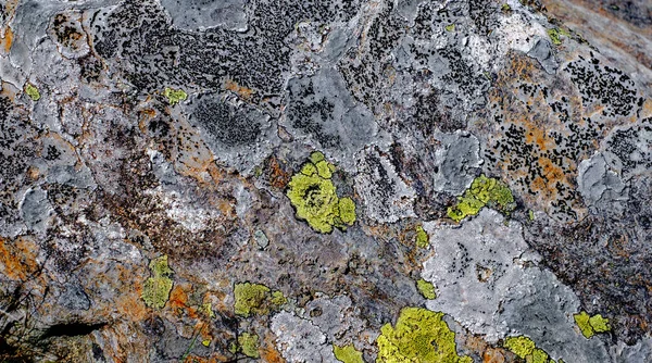 Mosses Lichens Stone — Stock Photo, Image