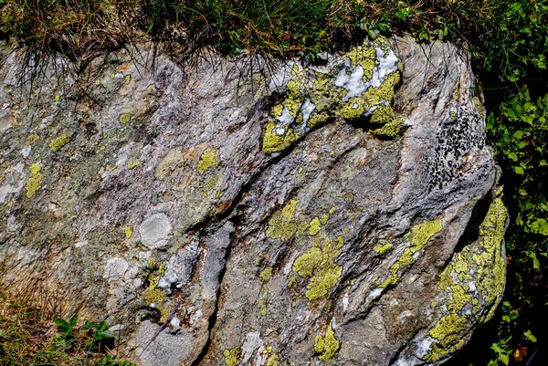Mușchi Licheni Piatră — Fotografie, imagine de stoc