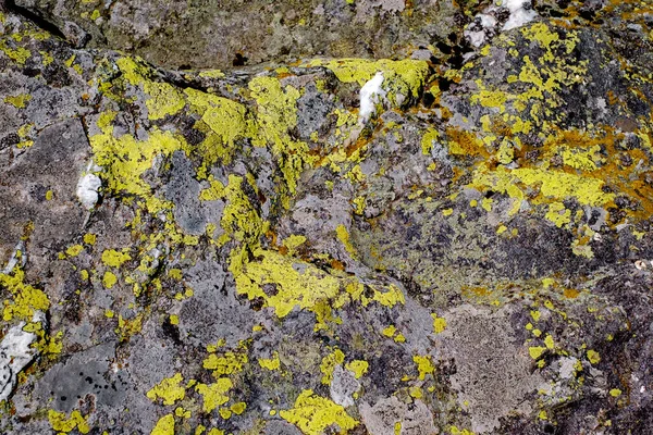 Mosses Lichens Stone — Stock Photo, Image