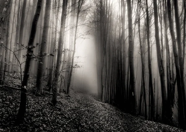 Lumières Mystiques Dans Forêt — Photo