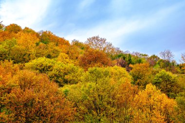 Romanya Karpatlar, Fantanele köyü, Sibiu ilçesi, Cindrel dağları, 1100 metre, Romanya 'da sonbahar manzarası