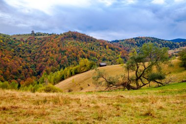 Romanya Karpatlar, Fantanele köyü, Sibiu ilçesi, Cindrel dağları, 1100 metre, Romanya 'da sonbahar manzarası