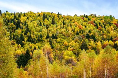 Romanya Karpatlar, Fantanele köyü, Sibiu ilçesi, Cindrel dağları, 1100 metre, Romanya 'da sonbahar manzarası