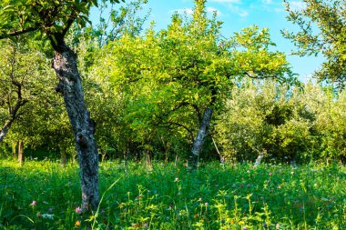 Arka bahçede elma bahçesi var.