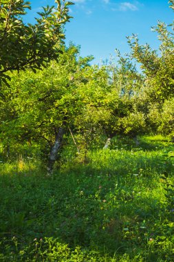 Arka bahçede elma bahçesi var.