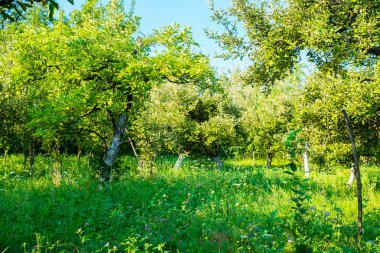Arka bahçede elma bahçesi var.