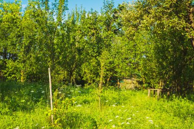 Arka bahçede elma bahçesi var.