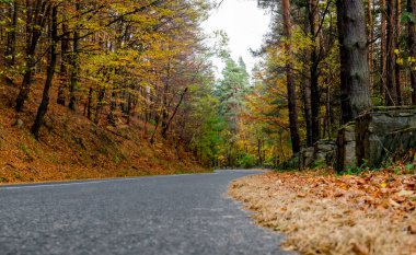 Sonbahar ormanlarında asfalt yol