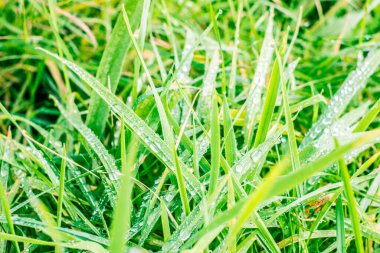 Çim yapraklarındaki çiğ damlaları