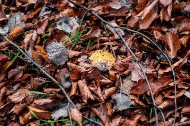 Kurumuş yapraklar ormanda yürüyor.