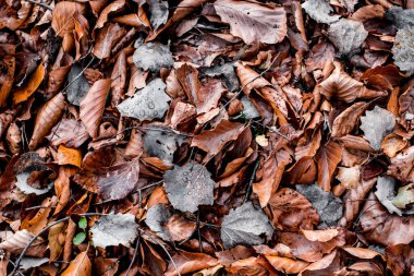 Kurumuş yapraklar ormanda yürüyor.