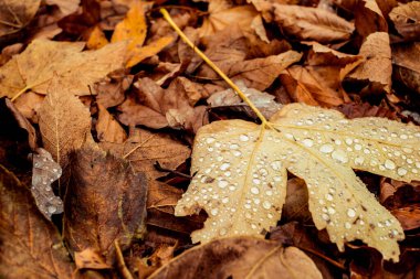 Kurumuş yapraklar ormanda yürüyor.