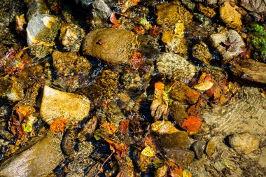 Taşlı, kaslı ve kuru yapraklı akan su.