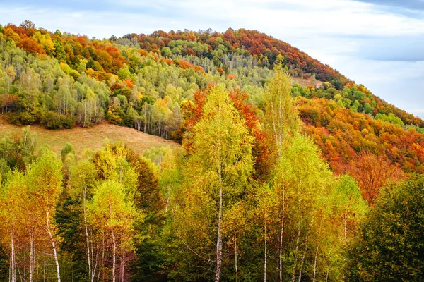 Красочный Осенний Пейзаж Румынских Карпатах Деревня Фантанеле Уезд Сибиу Горы — стоковое фото