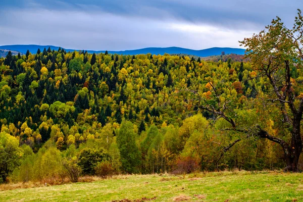 Bunte Herbstlandschaft Den Rumänischen Karpaten Dorf Fantanele Kreis Sibiu Cindrel — Stockfoto