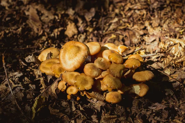 Gruppo Funghi Nel Bosco — Foto Stock