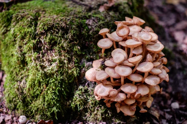 Grupp Svampar Skogen — Stockfoto