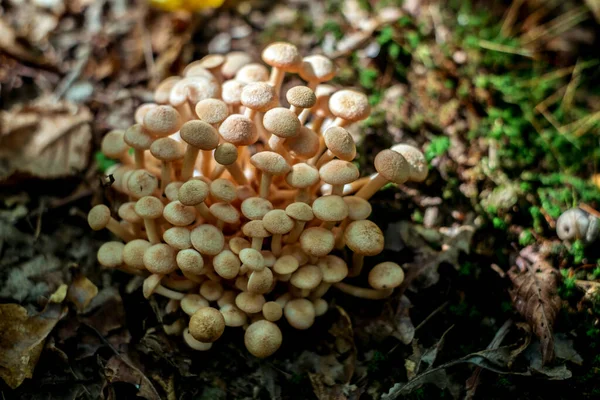 Grupp Svampar Skogen — Stockfoto