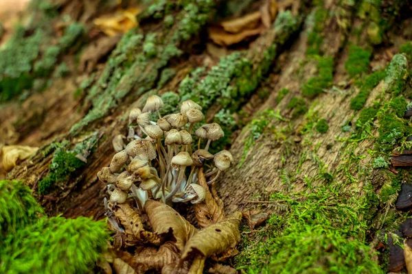 Een Groep Paddenstoelen Het Bos — Stockfoto