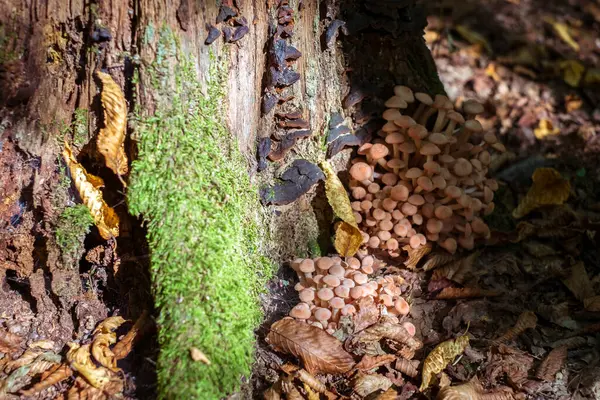 Groupe Champignons Dans Les Bois — Photo