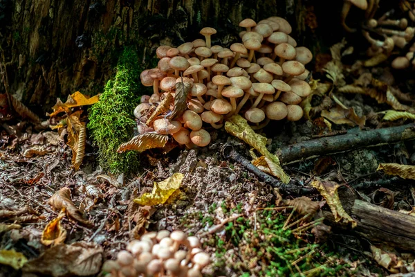 Grupp Svampar Skogen — Stockfoto