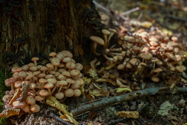 Grupp Svampar Skogen — Stockfoto