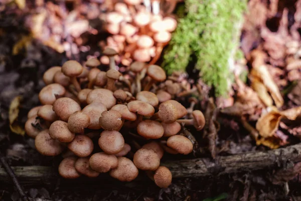 Grupp Svampar Skogen — Stockfoto