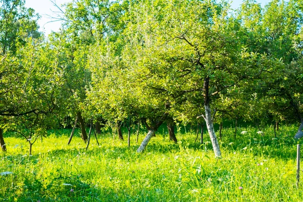 Huerto Manzanas Patio Trasero — Foto de Stock