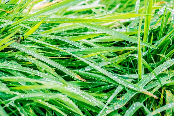 Dewdrops Grass Leaves — Stock Photo, Image