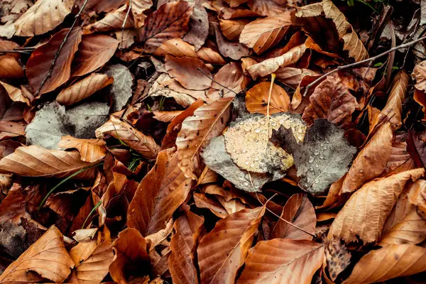 Dried Leaves Walking Forest — Stock Photo, Image