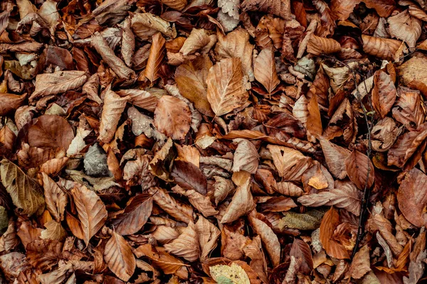 Foglie Secche Passeggiando Nella Foresta — Foto Stock