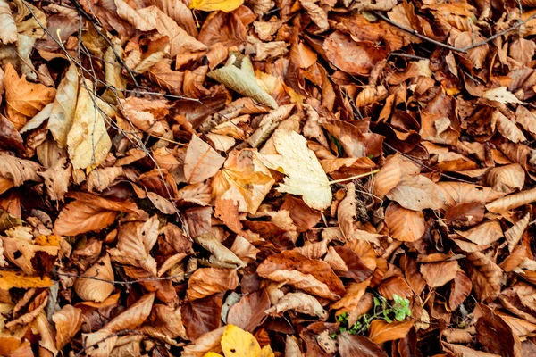 Foglie Secche Passeggiando Nella Foresta — Foto Stock