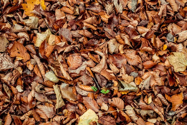 Feuilles Séchées Marchant Dans Forêt — Photo