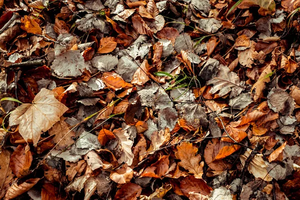 Feuilles Séchées Marchant Dans Forêt — Photo