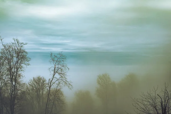 Manhã Cedo Floresta Faia Com Nevoeiro Cindrel Montanhas Roménia — Fotografia de Stock
