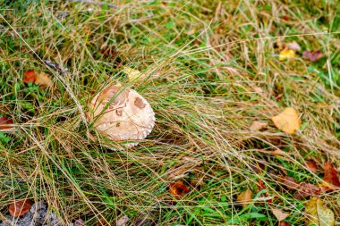 Ormanda şemsiye mantarları (Macrolepiota procera)