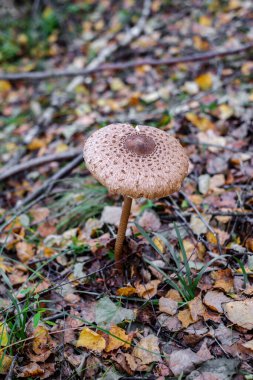 Ormanda şemsiye mantarları (Macrolepiota procera)