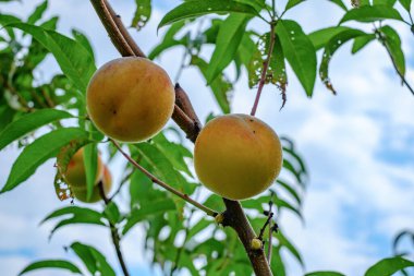 Ağaçta olgunlaşmış şeftaliler
