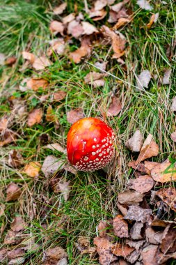 Kırmızı mantar zehirli mantar yetişiyor ormanda.