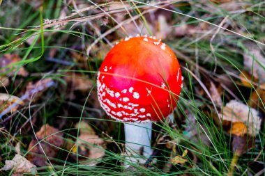 Kırmızı mantar zehirli mantar yetişiyor ormanda.