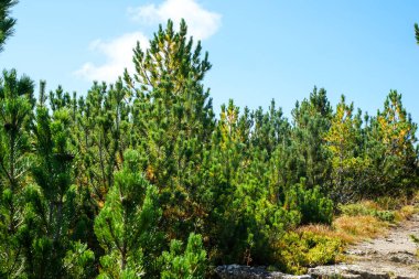 Romanya 'daki vahşi Retezat Milli Parkı manzarası